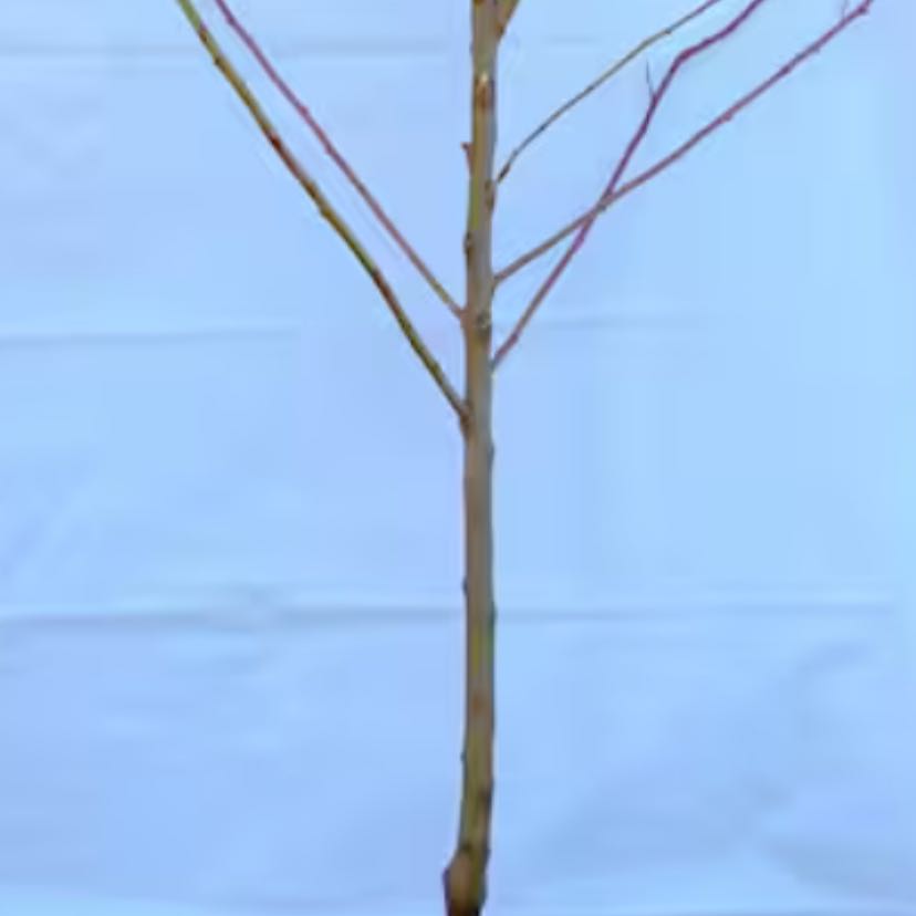 Photo of the plant species Golden Delicious Apple by @HopperHome named Winston on Greg, the plant care app