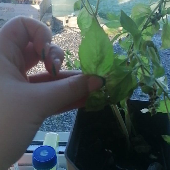 Photo of the plant species Basil 'Puck' by @PureRedsky7 named Apollo on Greg, the plant care app
