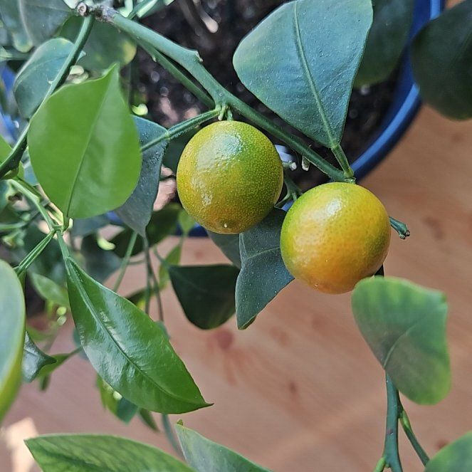 Photo of the plant species Calamansi by @UberCowslip15 named Gaga on Greg, the plant care app