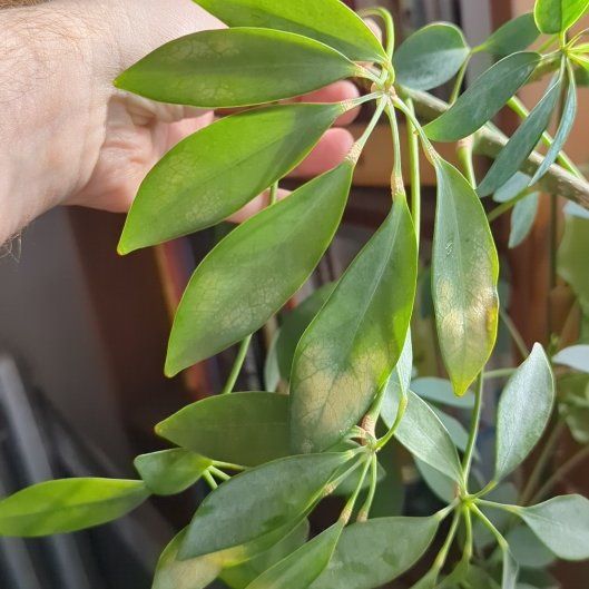 Photo of the plant species Hawaiian Schefflera by @KeenFicus60 named Denali on Greg, the plant care app