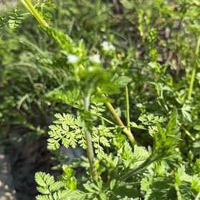 Photo of the plant species Chervil by @YardBittervetch named Nithin on Greg, the plant care app