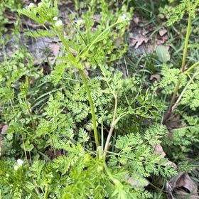 Photo of the plant species Chervil by @YardBittervetch named Apollo on Greg, the plant care app