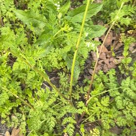 Photo of the plant species Chervil by @YardBittervetch named Tolkien on Greg, the plant care app