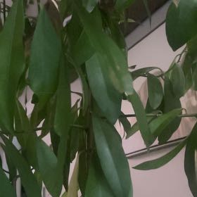 Photo of the plant species Low Shoebutton by @NiceRaggedrobin named Kobe on Greg, the plant care app