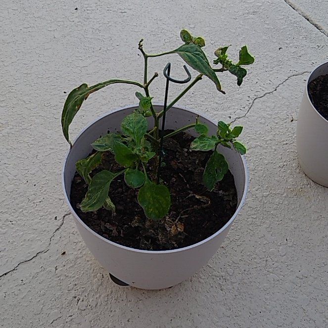 Photo of the plant species California Wonder Bell Pepper by @DXC named Mollie on Greg, the plant care app