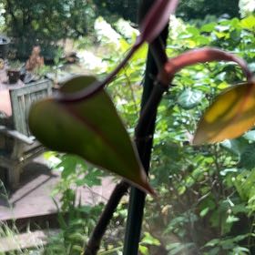 Photo of the plant species Hanging Lobster Claw by @StoriedEncina39 named ChloroPhil on Greg, the plant care app