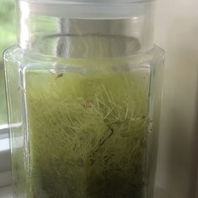 Photo of the plant species Sphagnum Moss by @Hederaceus named Sphagnum Moss on Greg, the plant care app