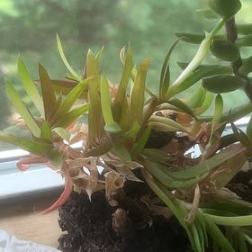 Photo of the plant species Hottentot Fig by @Hederaceus named Mysterio on Greg, the plant care app