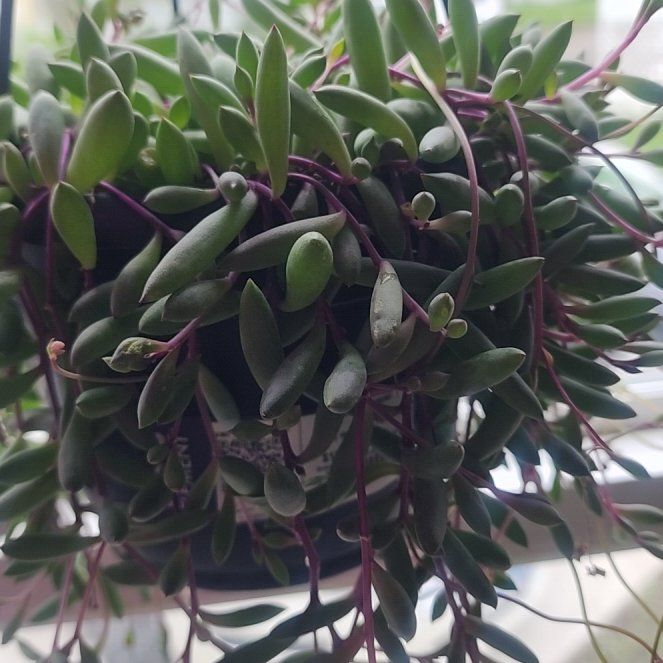 Photo of the plant species String of Beads 'Purple Flush' by @BlissfulOrpine named Surya on Greg, the plant care app