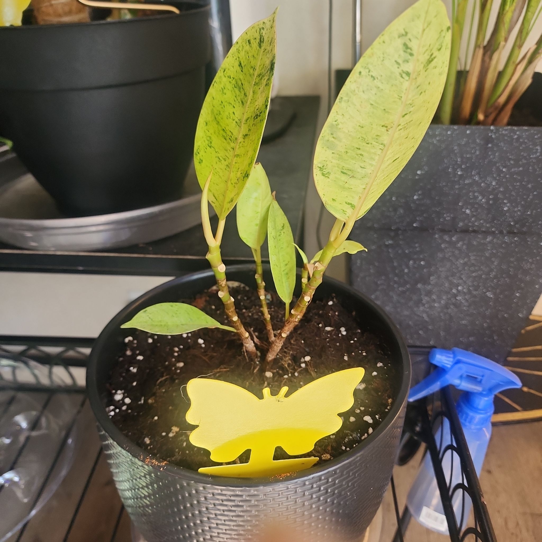 Photo of the plant species Ficus 'Pink' by @BlissfulOrpine named Winston on Greg, the plant care app