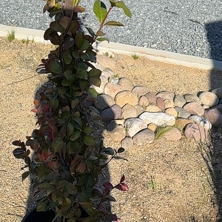 Photo of the plant species Purple Spurge by @DaringlyAgave82 named Sherlock on Greg, the plant care app