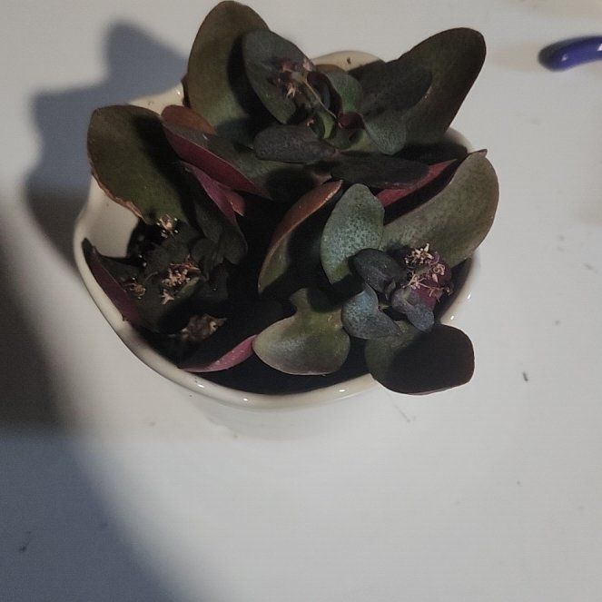 Photo of the plant species Jade Plant by @AbleLadyfingers named Bobby on Greg, the plant care app