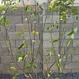 Photo of the plant species Thornless Mexican Lime Tree by @SisterSilkvine named Orwell on Greg, the plant care app