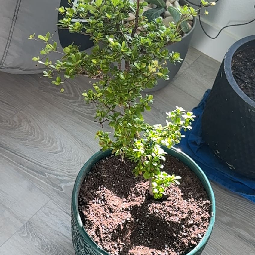 Photo of the plant species Shady Lady Black Olive by @SisterSilkvine named Mollie on Greg, the plant care app