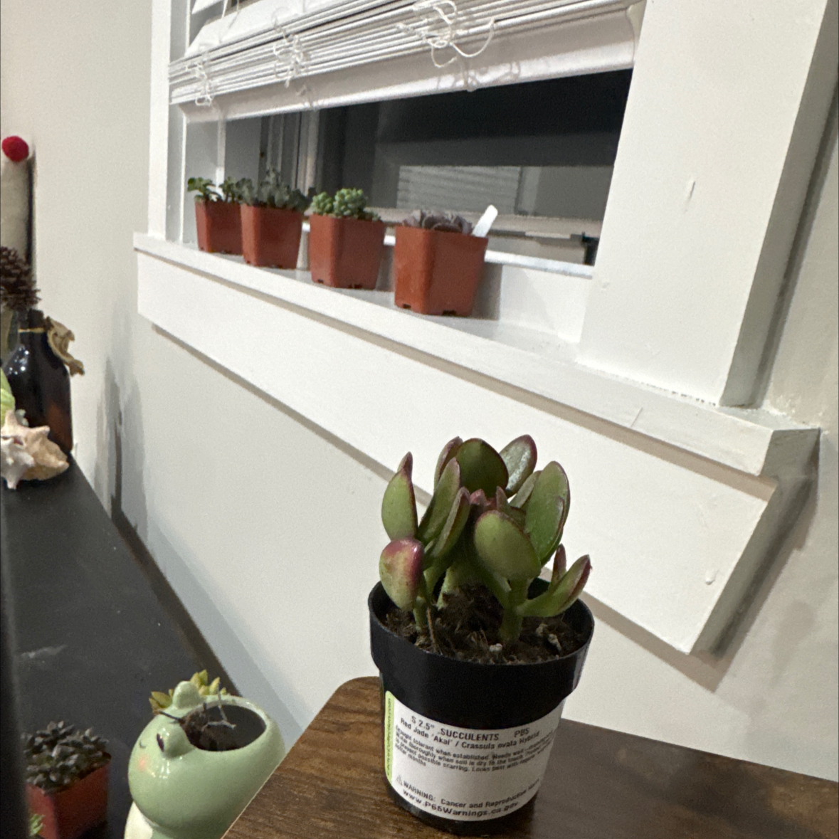 Photo of the plant species Red Jade Plant by @ProfoundBeebalm named Aristotle on Greg, the plant care app