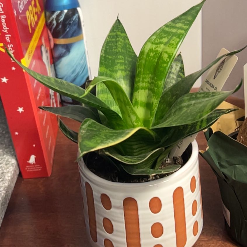 Photo of the plant species Sansevieria sp. Rosea Grandis x Sudwalla Caves by @PluckyLaceyoak named Queenie on Greg, the plant care app