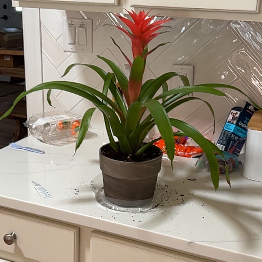 Photo of the plant species King of the Bromeliads by @PluckyLaceyoak named Aria on Greg, the plant care app