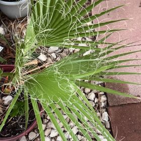 Photo of the plant species California Fan Palm by @AbleCacto35 named Rihanna on Greg, the plant care app