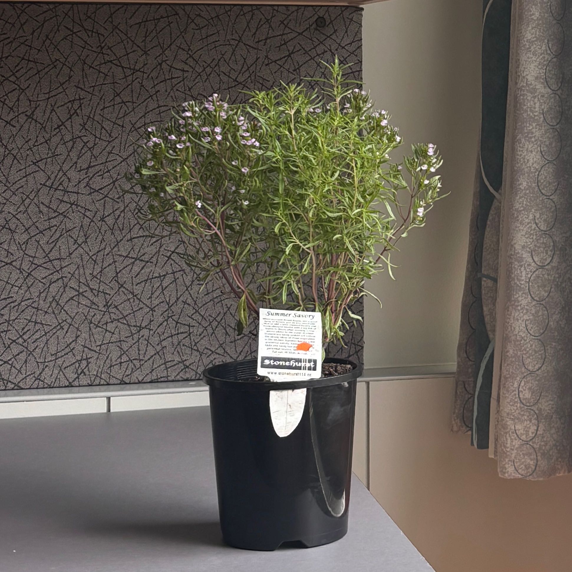 Photo of the plant species Summer savory by @SmartPigsears named Robert Plant on Greg, the plant care app