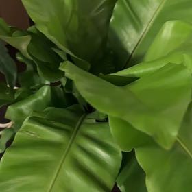 Photo of the plant species Bird's Nest Fern by @TutorCapeweed named Daphne on Greg, the plant care app