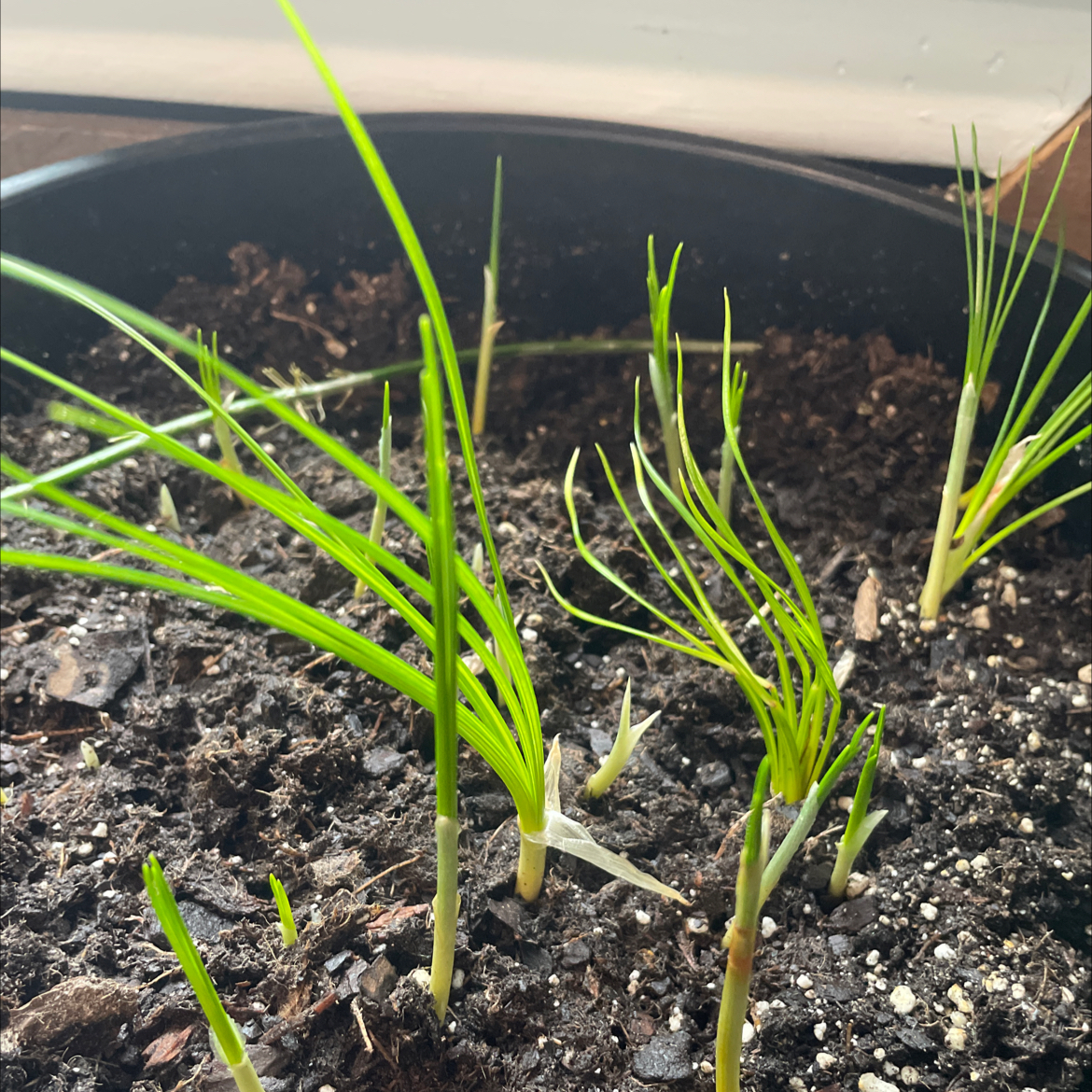 Photo of the plant species saffron crocus by @MaddieHess named Saffron on Greg, the plant care app