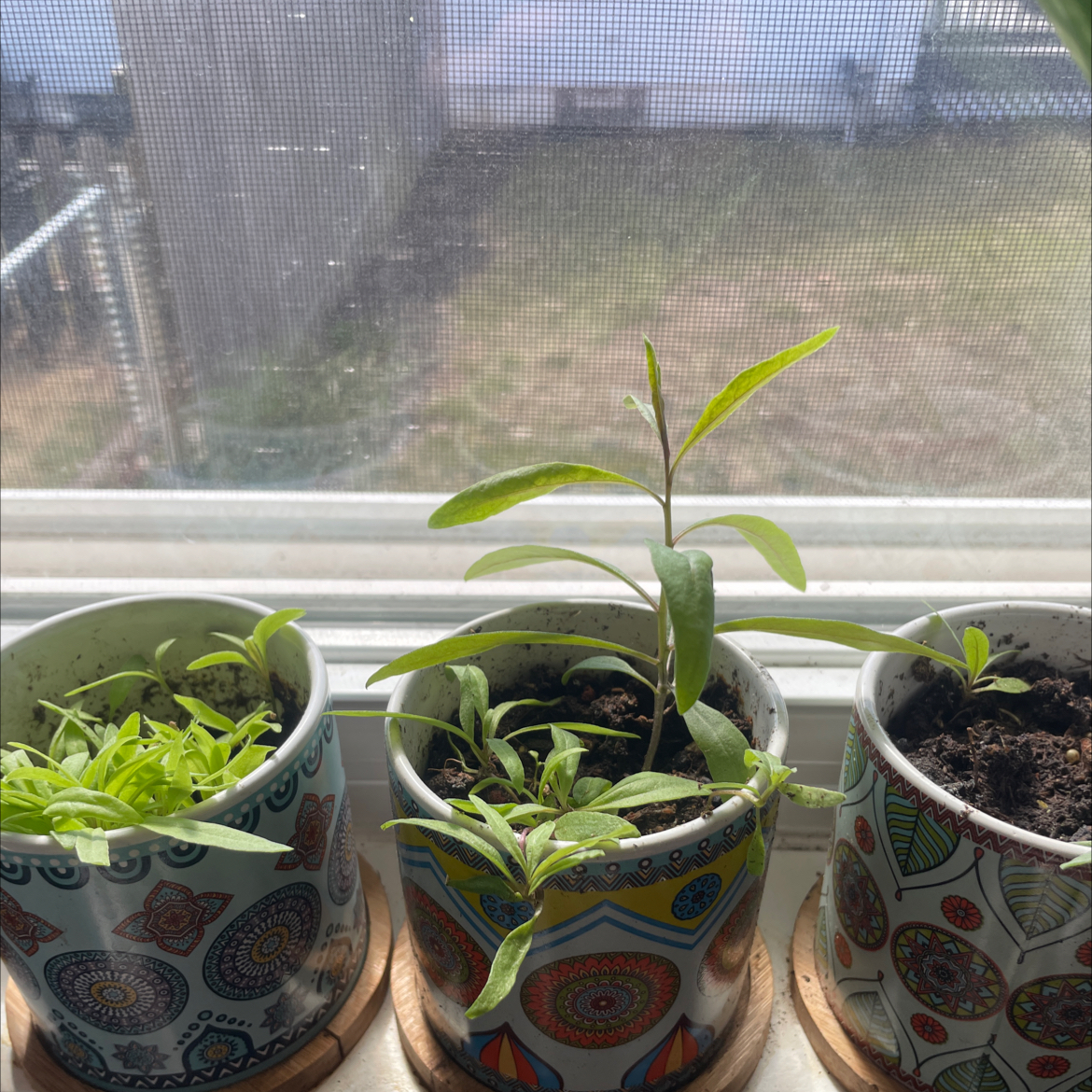 Photo of the plant species Goji Berry 'Synthia' by @MaddieHess named Goji on Greg, the plant care app