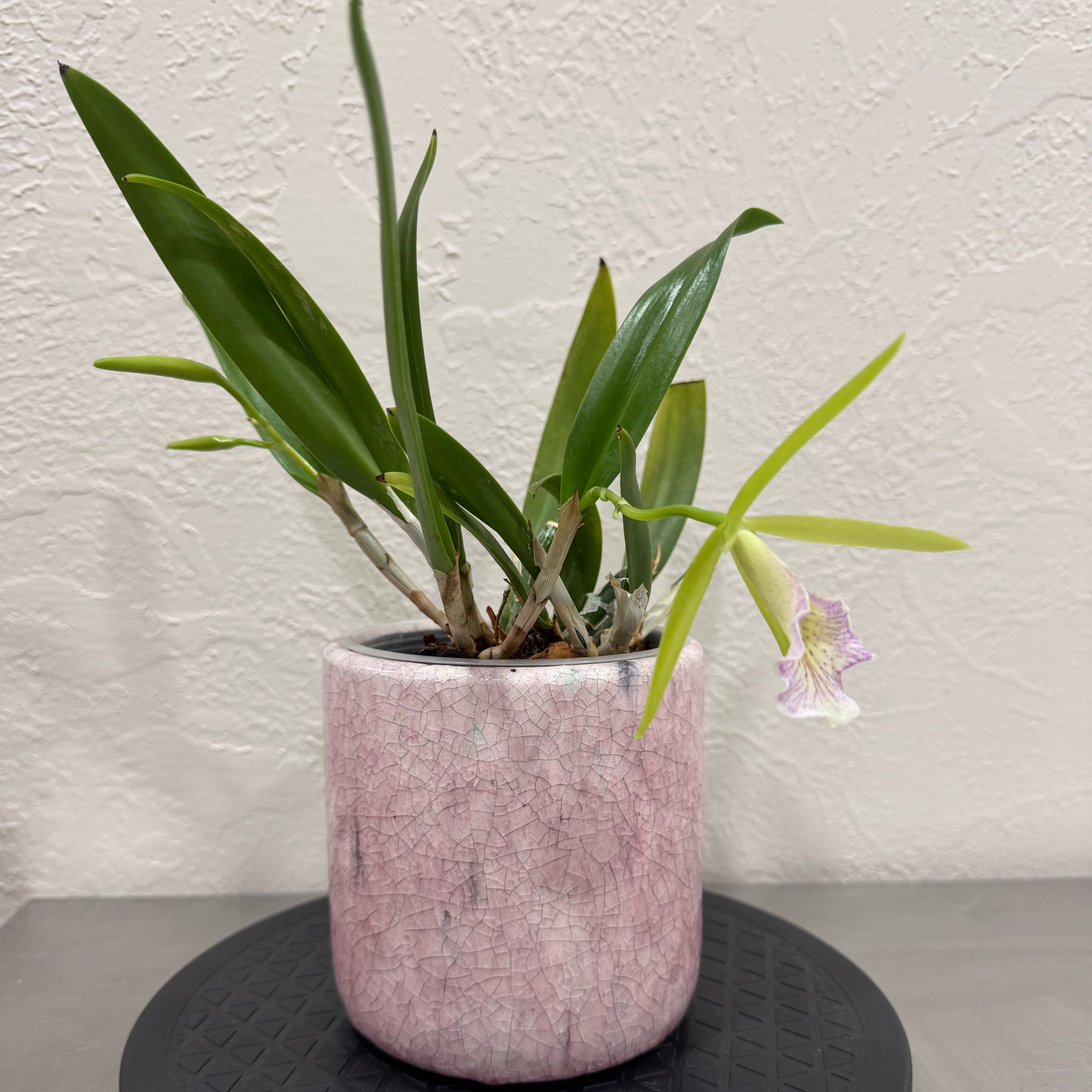 Photo of the plant species Brassavola Orchid by @PlantPrincesa named Sanders on Greg, the plant care app