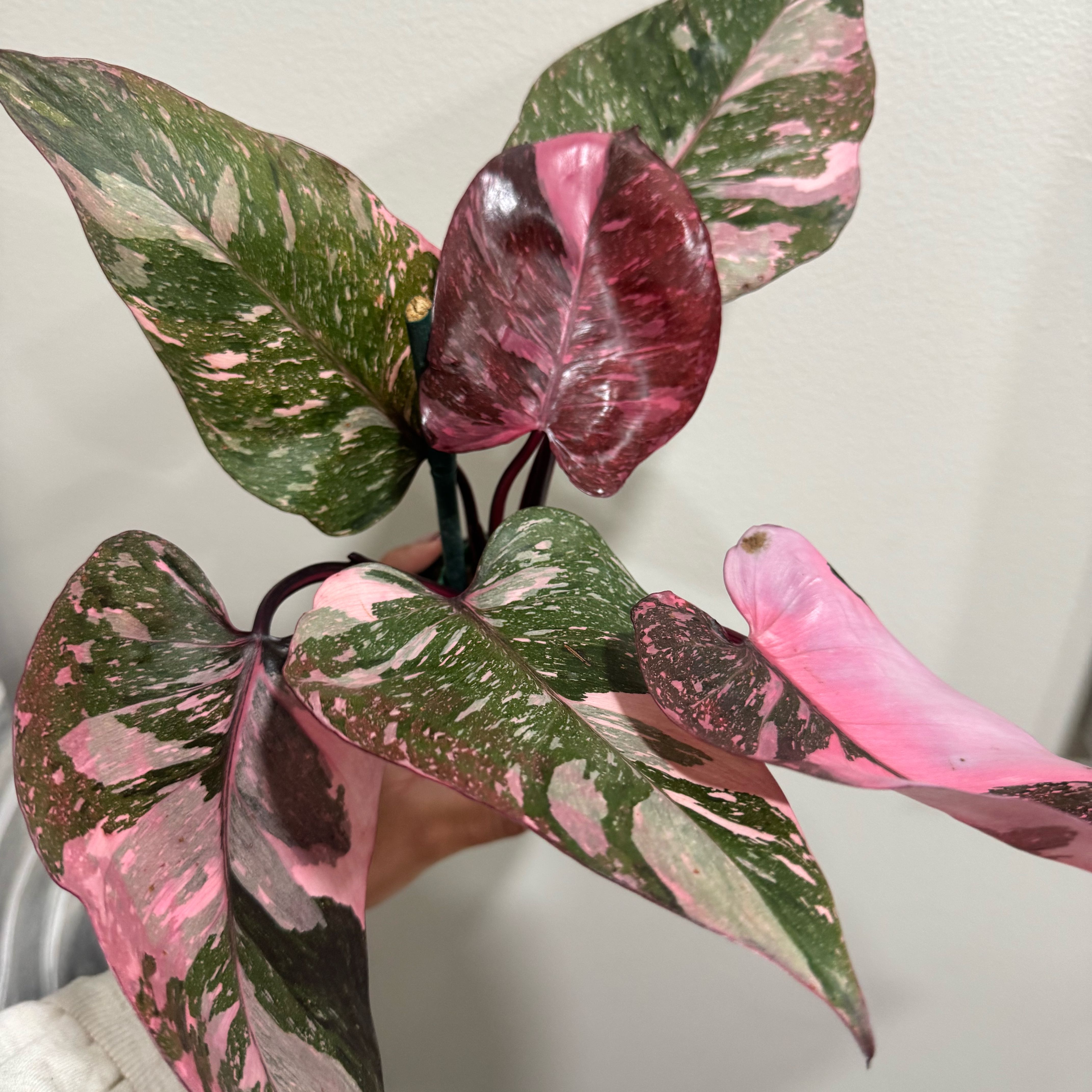 Photo of the plant species Pink Princess Galaxy by @PlantPrincesa named Dax on Greg, the plant care app