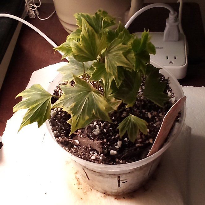 Photo of the plant species Little Herman Ivy by @TopMandarin7 named Kendall on Greg, the plant care app
