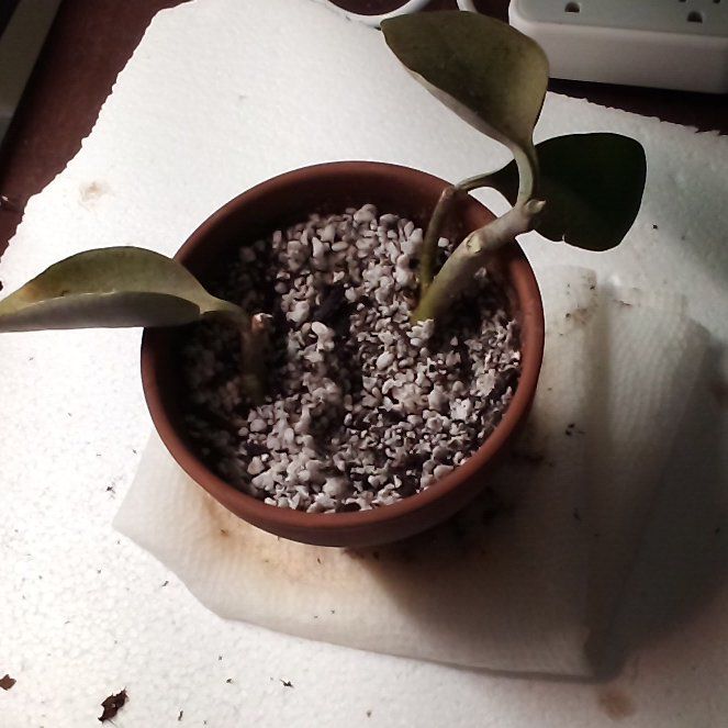 Photo of the plant species Kalanchoe orgyalis 'Grey Ghost' by @TopMandarin7 named Mochi on Greg, the plant care app