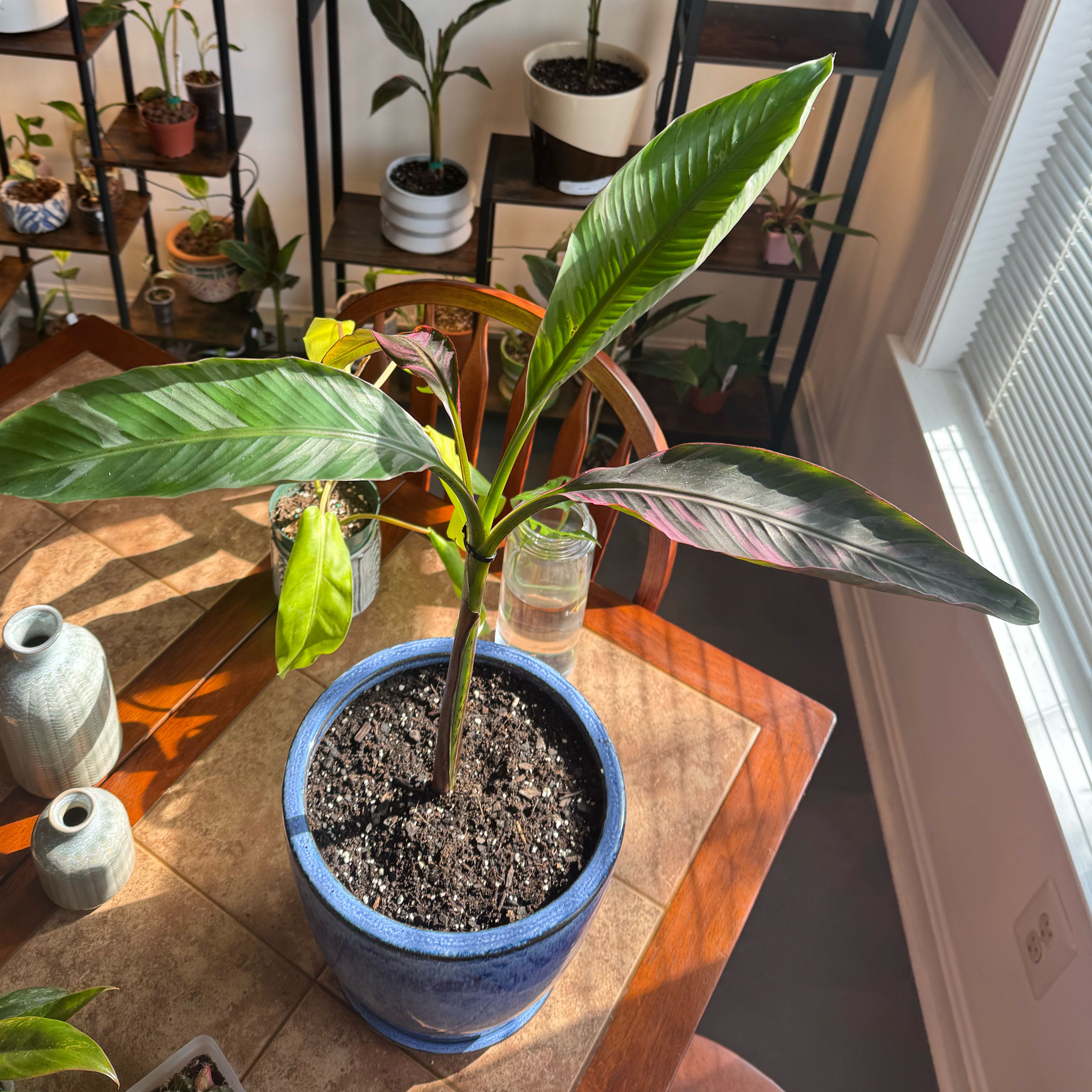 Photo of the plant species Ae Ae Banana by @SportMaypop54 named Naomi on Greg, the plant care app
