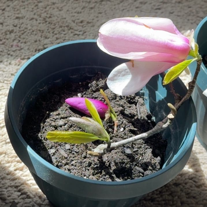 Photo of the plant species Saucer Magnolia 'Fukuju' by @Candicesierra named Scarlett on Greg, the plant care app