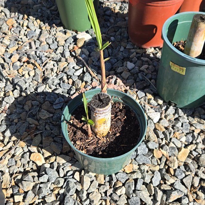 Photo of the plant species Wild Sugarcane by @FullBetel6 named Winston on Greg, the plant care app