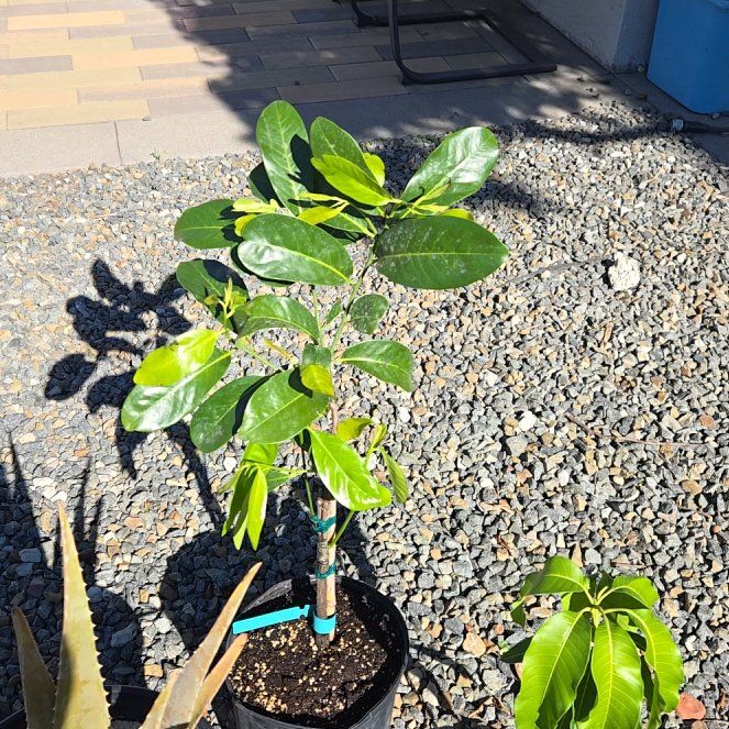 Photo of the plant species Black Sapote by @FullBetel6 named Maya on Greg, the plant care app