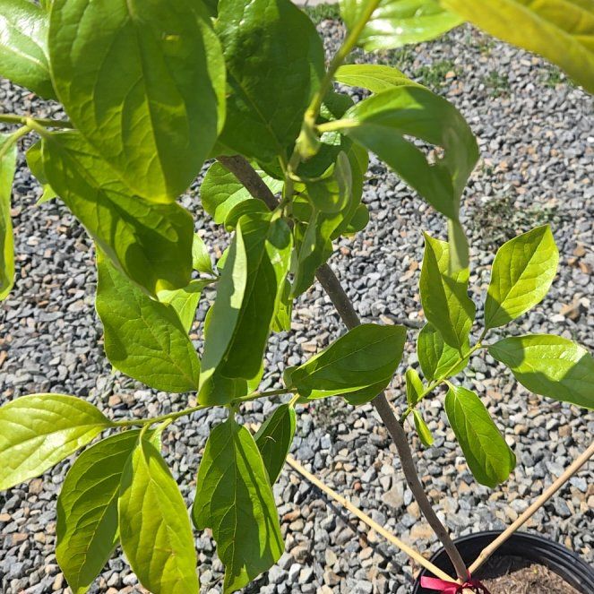 Photo of the plant species Fuyu Persimmon by @FullBetel6 named Gobi on Greg, the plant care app