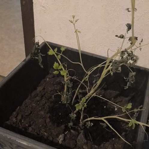 Photo of the plant species Heliopsis 'Bleeding Hearts' by @EntirelyCacto19 named Naomi on Greg, the plant care app