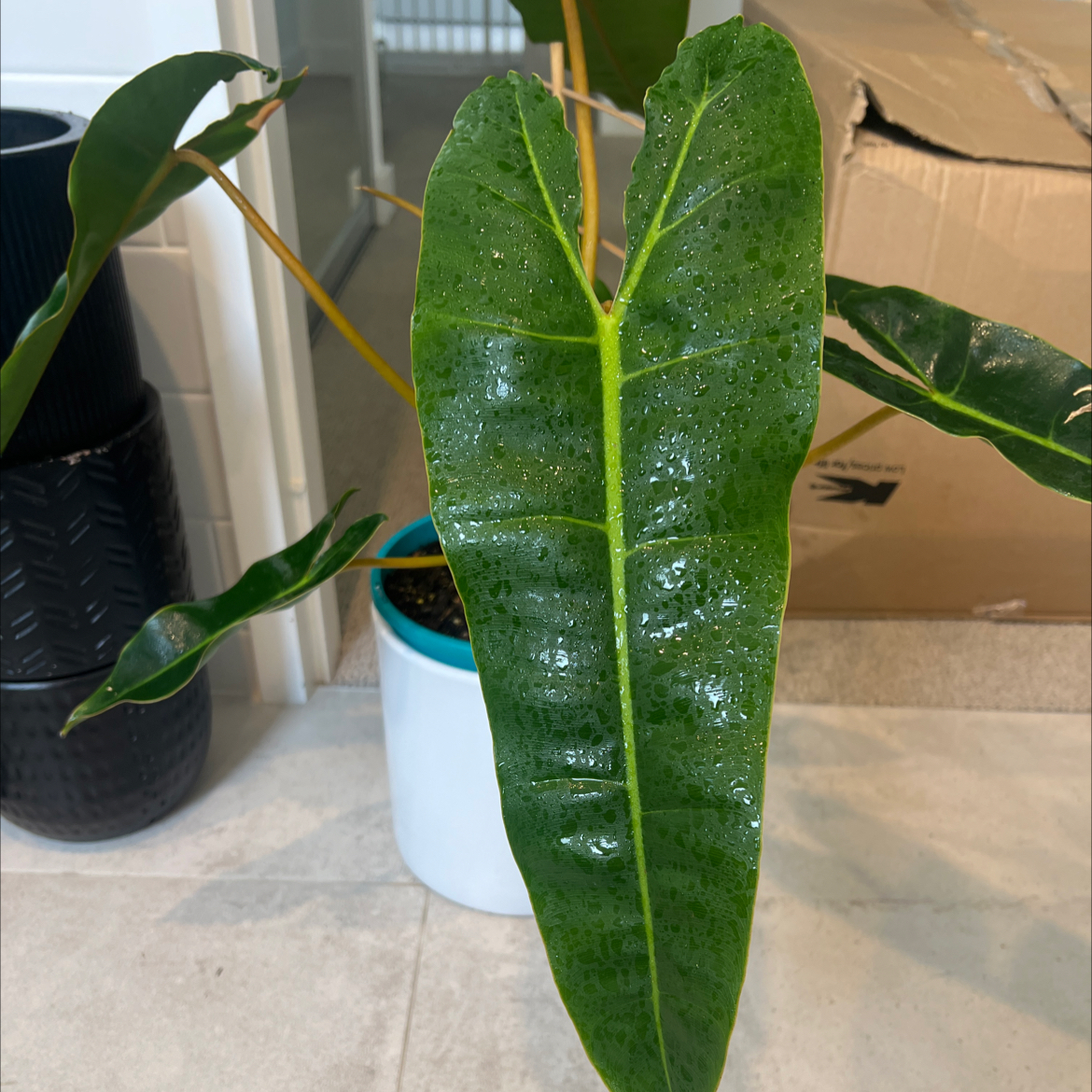 Photo of the plant species Billietiae by @FabStomatium43 named Billy on Greg, the plant care app