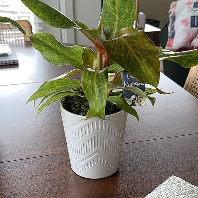 Photo of the plant species Orange Marmalade Philodendron by @VadaV named Bodhi on Greg, the plant care app