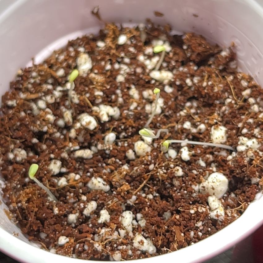 Photo of the plant species Gem Lettuce by @BusyPterostegia named Figyonce on Greg, the plant care app