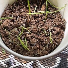 Photo of the plant species Tokyo Long White Bunching Onion by @BusyPterostegia named Diana on Greg, the plant care app