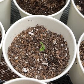 Photo of the plant species Baby Bok Choy by @BusyPterostegia named Elina on Greg, the plant care app