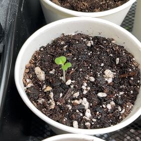 Photo of the plant species Baby Bok Choy by @BusyPterostegia named Fernie Mercury on Greg, the plant care app