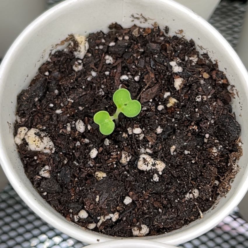 Photo of the plant species Baby Bok Choy by @BusyPterostegia named Keanu Leaves on Greg, the plant care app