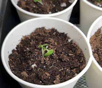 Photo of the plant species Baby Bok Choy by @BusyPterostegia named Madonna on Greg, the plant care app