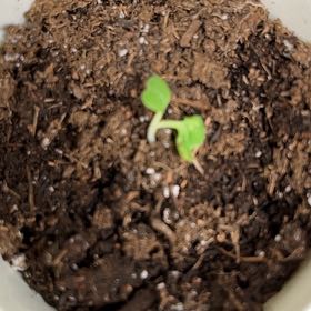 Photo of the plant species Baby Bok Choy by @BusyPterostegia named Osmo on Greg, the plant care app