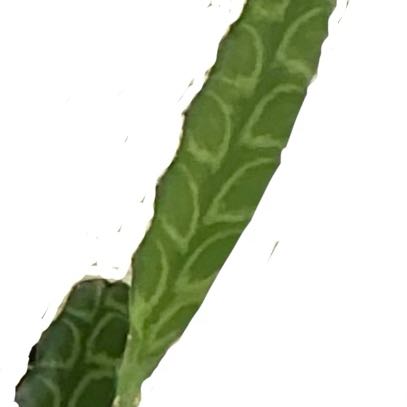 Photo of the plant species Curled Pondweed by @TransnormalNeem named Eva on Greg, the plant care app