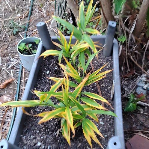Photo of the plant species Zingiber officinale var. macrorhizonum by @TenableRimu92 named Ginger on Greg, the plant care app