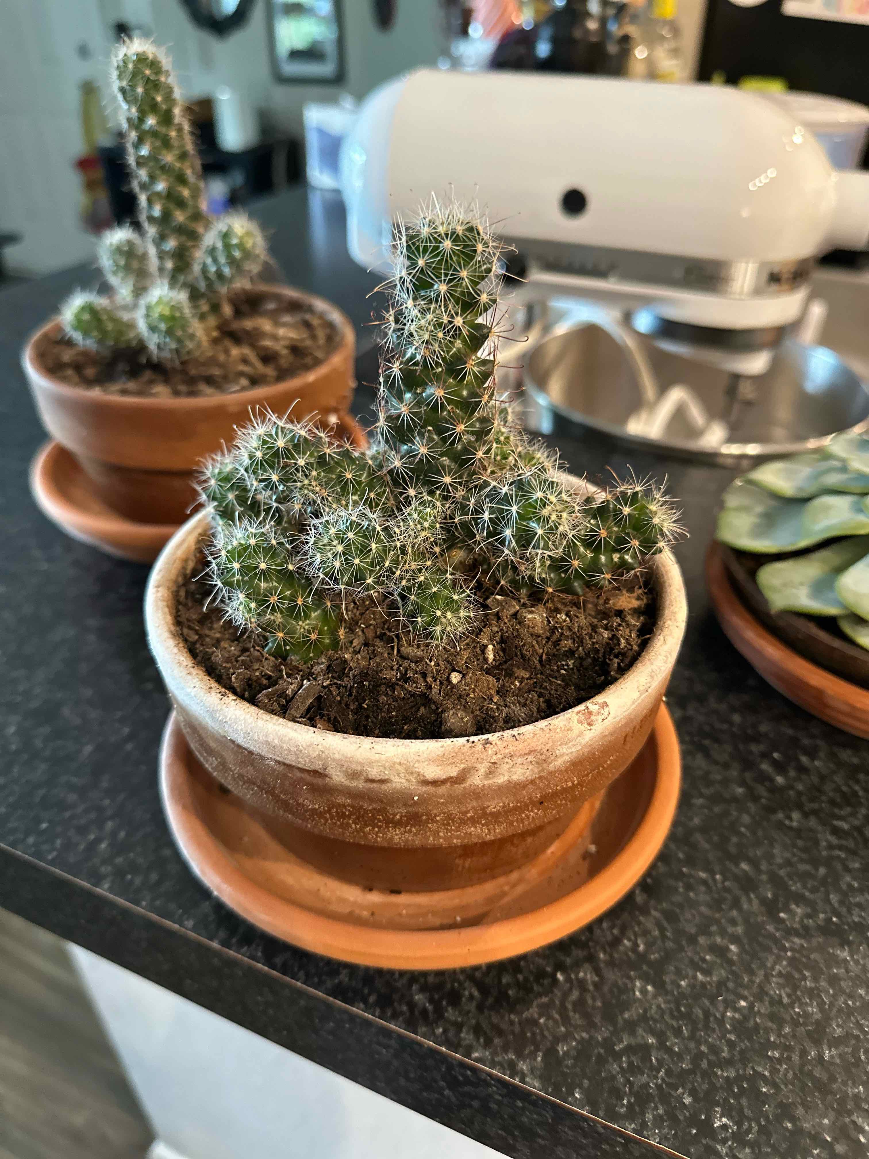 Photo of the plant species Pincushion Cactus by @futureghost named sonora on Greg, the plant care app