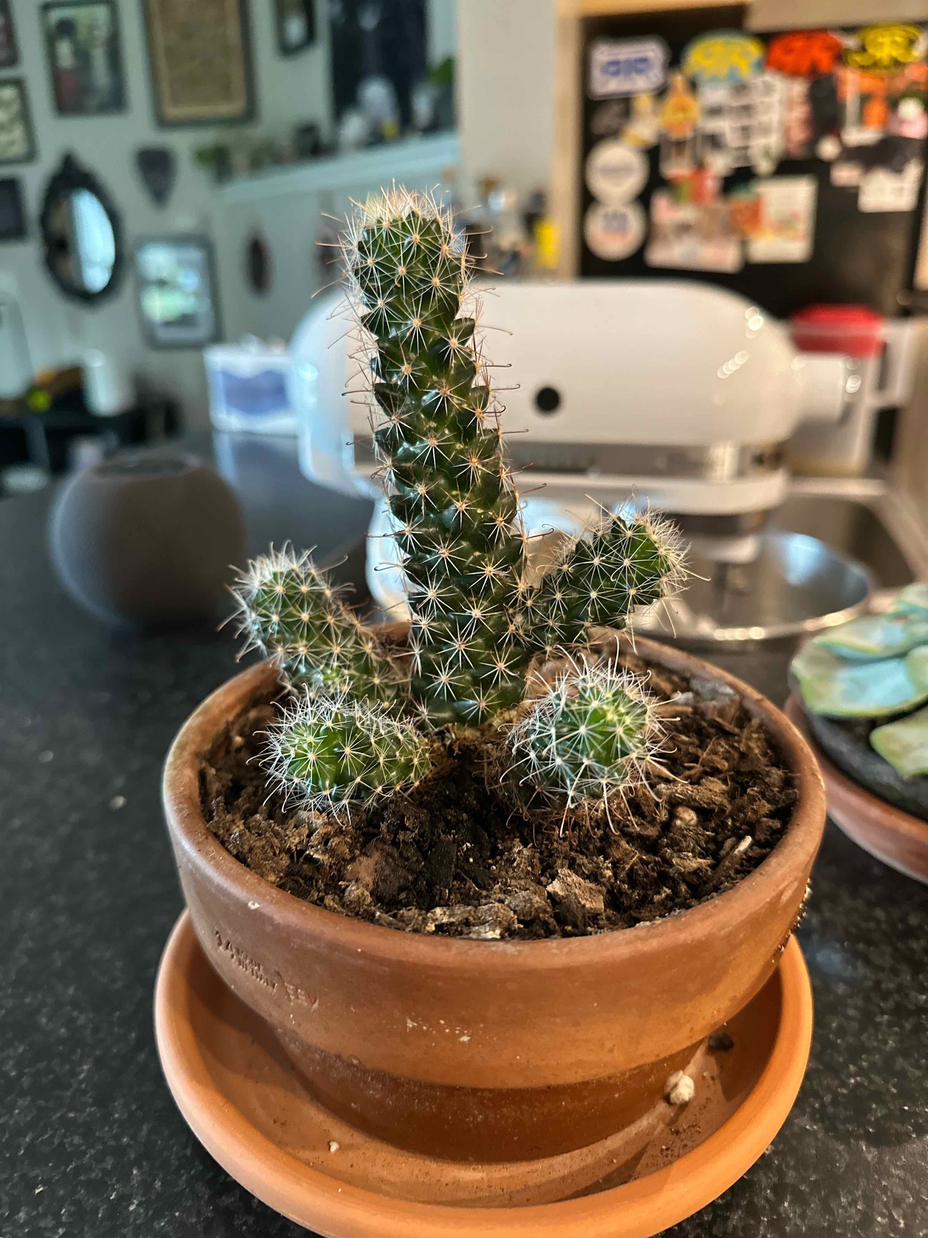 Photo of the plant species Pincushion Cactus by @futureghost named chichi on Greg, the plant care app
