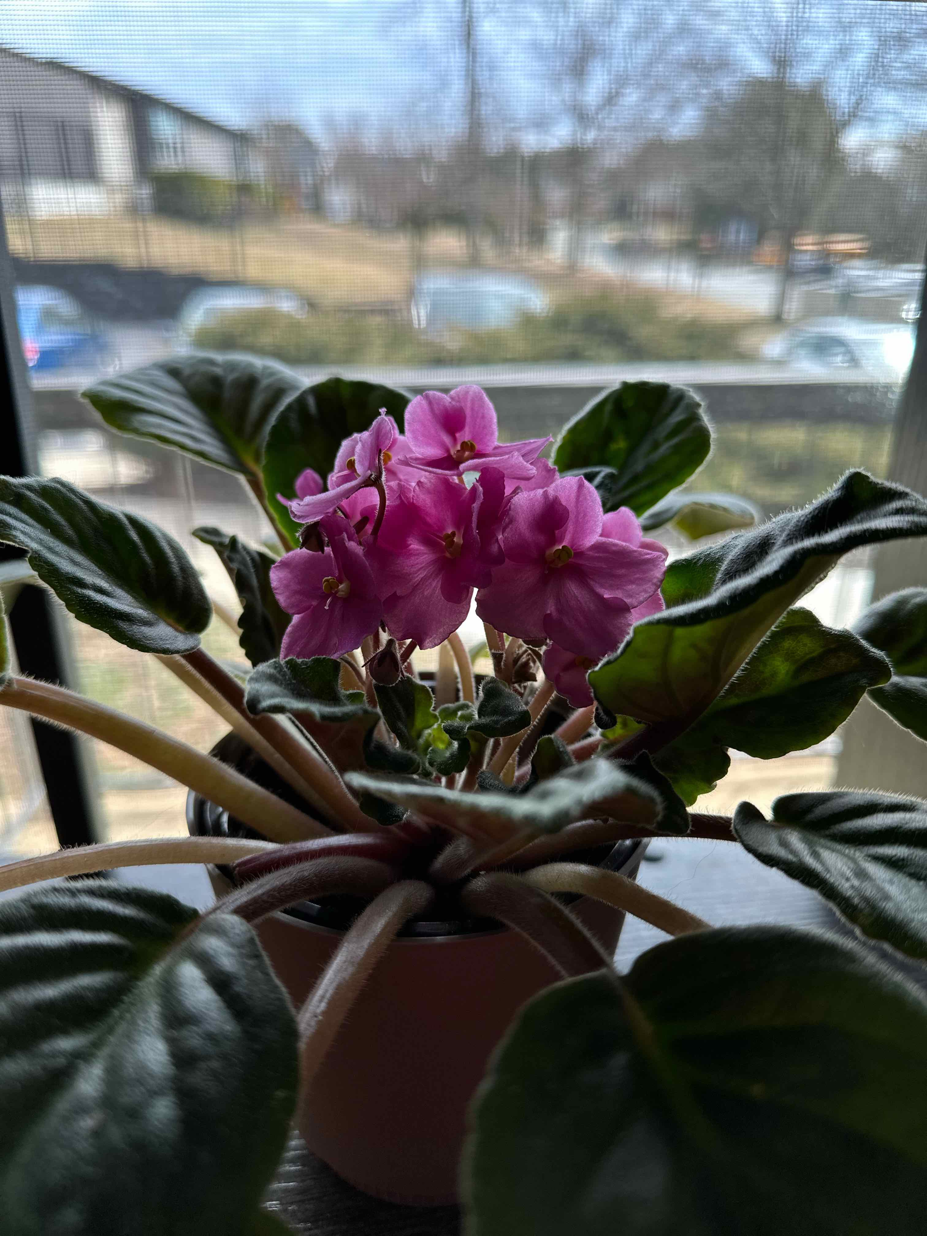 Photo of the plant species African Violet by @futureghost named marsha on Greg, the plant care app